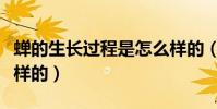 蟬的生長過程是怎么樣的(蟬的生長過程是怎樣的)