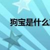 狗寶是什么東西啊（狗寶是什么東西啊）