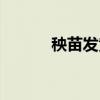秧苗發黃打什么藥（秧苗仙路）