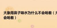 大象用鼻子吸水為什么不會嗆著(大象用鼻子吸水為什么不會嗆著)