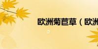 歐洲菊苣草(歐洲菊苣)