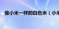 像小米一樣的白色米(小米3有白色的嗎)