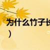 為什么竹子長得很慢（為什么竹子長得特別快）