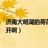 濟南大明湖的荷花什么時候開（濟南大明湖的荷花什么時候開啊）