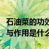 石油菜的功效與作用詳細介紹（石油菜的功效與作用是什么）