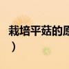 栽培平菇的原料有哪些（什么是平菇生料栽培）