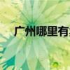 廣州哪里有賣寵物貓（普通的家貓就好）