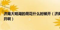 濟南大明湖的荷花什么時候開(濟南大明湖的荷花什么時候開啊)