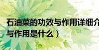 石油菜的功效與作用詳細介紹(石油菜的功效與作用是什么)