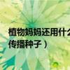 植物媽媽還用什么辦法傳播種子（植物媽媽還會用哪些辦法傳播種子）