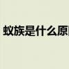 蟻族是什么原因引起的（蟻族是什么意思啊）