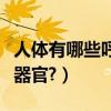 人體有哪些呼吸器官四年級（人體有哪些呼吸器官?）