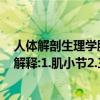 人體解剖生理學肌節名詞解釋（生理學名詞解釋~兩個名詞解釋:1.肌小節2.三聯體結構）