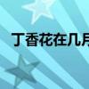 丁香花在幾月份開（丁香花在幾月份開花）