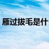 雁過拔毛是什么動物（雁過拔毛是什么生肖）