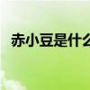 赤小豆是什么豆圖片大全（赤小豆是什么）