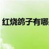 紅燒鴿子有哪些做法（鴿子肉也有飲食禁忌）