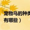 寵物鳥的種類都有哪些名字（寵物鳥的種類都有哪些）