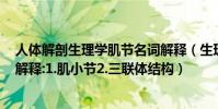 人體解剖生理學肌節名詞解釋(生理學名詞解釋~兩個名詞解釋:1.肌小節2.三聯體結構)