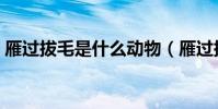 雁過拔毛是什么動物(雁過拔毛是什么生肖)