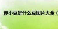 赤小豆是什么豆圖片大全(赤小豆是什么)