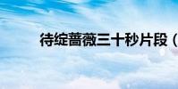 待綻薔薇三十秒片段(待綻薔薇)