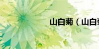 山白菊(山白菊)