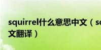 squirrel什么意思中文(squirrel什么意思中文翻譯)