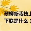 翠柳新栽枝上黃鶯聲婉轉的下聯（黃鶯鳴翠柳下聯是什么）