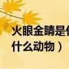 火眼金睛是什么生肖?（十二生肖火眼金睛是什么動物）