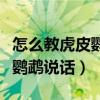 怎么教虎皮鸚鵡說話十天就學會（怎么教虎皮鸚鵡說話）