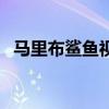 馬里布鯊魚視頻完整版（馬里布鯊魚攻擊）