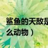 鯊魚的天敵是哪種動物（鄂魚鯊魚的天敵是什么動物）