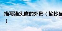 描寫貓頭鷹的外形(摘抄貓頭鷹的外形怎么寫)