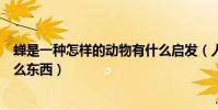 蟬是一種怎樣的動物有什么啟發(人們根據哪個蟬發明了什么東西)