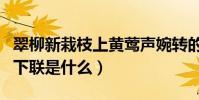 翠柳新栽枝上黃鶯聲婉轉的下聯(黃鶯鳴翠柳下聯是什么)