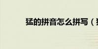 猛的拼音怎么拼寫(猛的拼音)