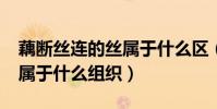 藕斷絲連的絲屬于什么區(藕斷絲連的“絲”屬于什么組織)
