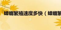 蟑螂繁殖速度多快(蟑螂繁殖速度有多快)