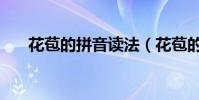 花苞的拼音讀法(花苞的拼音怎么寫)