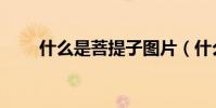 什么是菩提子圖片(什么是菩薩魚)