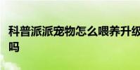 科普派派寵物怎么喂養升級及派派偷紅包安全嗎