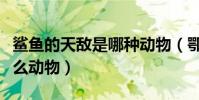鯊魚的天敵是哪種動物(鄂魚鯊魚的天敵是什么動物)