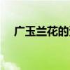 廣玉蘭花的資料簡介（廣玉蘭花的資料）