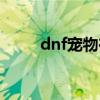 dnf寵物在哪買（dnf寵物黑炭頭）