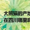 大熊貓的產地是四川還是陜西（大熊貓的產地在四川哪里啊）
