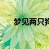 夢見兩只狗是什么征兆（夢見兩性人）