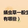 蛹蟲草一般生長在什么地方（蛹蟲草種植條件有哪些）