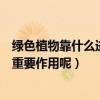 綠色植物靠什么進行光合作用（綠色植物的光合作用有什么重要作用呢）