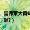 雪弗萊大黃蜂價格（雪弗萊大黃蜂市場價多少啊?）